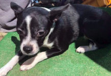 Man Throws Friend’s Dog Away Because It ‘Would Not Stop Bothering Him’