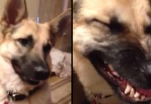German Shepherd Shows Off His ‘Inside’ Growl