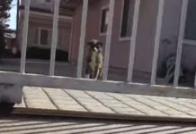 Dog Dumped At A Park Just Wanted To Know Whom He Could Trust In This World