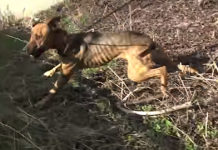 Scared And Starving Stray Living By The Freeway Made It Hard For Anyone To Save Her