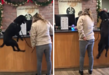 Happy-Go-Lucky Dog Seen Jumping For Joy While In Line At The Vet