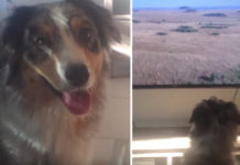Heidi The Dog Has A Nightly Routine For Watching TV With Her Dad