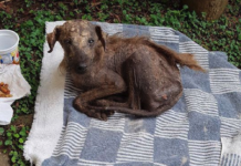 Woman Cries Because No One Would Help This Dog, Drops Everything To Save Him