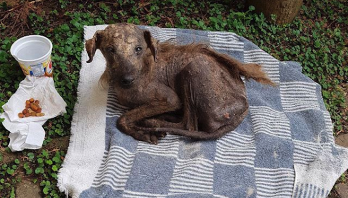 hercules-dog-transformation