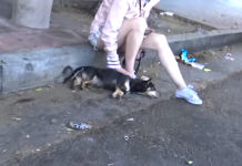 Good Samaritan Sat With Dog Who Was Hit By A Car Until Help Could Arrive