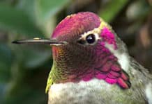 Hummingbird Turns His Head Revealing His True Hidden Beauty