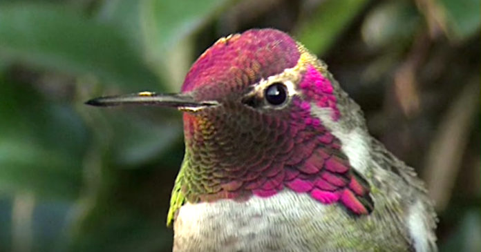 hummingbird-turns-head