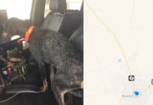 Man’s Driving Around During A Hurricane When A Dog Jumps Into His Jeep