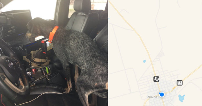 hurricane-dog-rescue