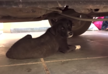 Tough Little Stray Found Hiding Her Pain And Wound From The World