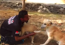 Mama Dog Thanks Rescuers For Saving Puppy Everyone Thought Was Dead