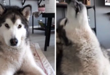 Malamute Knows Exactly When To Come In On ‘If You’re Happy And You Know It’