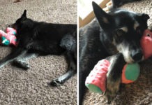 Rescue Dog Settles Into New Life Only When She Finally Gets Her Own Toy