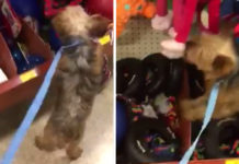 Puppy Mill Rescue Is So Excited To Pick Out First Toy, She Jumps On The Shelf