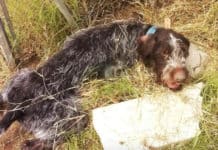 Paralyzed Dog Able To Muster Up The Energy To Wag His Tail Upon Being Rescued