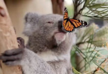 Koala Photoshoot Adorably Interrupted By Friendly Butterfly