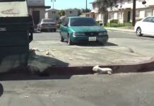 An Injured Dog Was Ignored On The Side Of The Street For 24 Hours