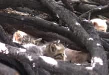 LAPD Deputy Knew Who To Call About Some Kittens In A Bush Near The Freeway