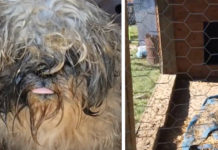 Dog Locked In A Rabbit Hutch And Forgotten About Feels Love