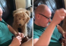 Nervous Dog Watches Intently As Dad Tries To Save Stuffed Toy’s Life