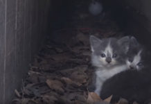 Litter Of Kittens Found At A School After Their Mother Stopped Coming Around