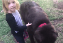Little Girl Comes Up With Clever Excuse To Defend Her Guilty Gentle Giant