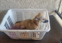 On Their Way Out, Couple Sees Dog In Need And Grabs A Laundry Basket