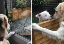 Dog Moves Into Neighborhood, Falls In Love With The Pooch Next Door