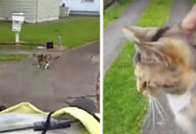 Mailman’s Hunted Down Every Day By Neighborhood Cat Who Just Wants To Be Petted