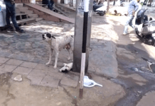 Mama Cries For Help For Her Pup, Puts Complete Trust In The People Who Show Up