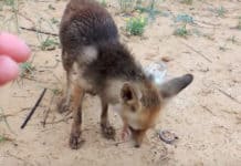 Mama Fox Takes Food From Woman’s Hand, Leads Her To Her Babies