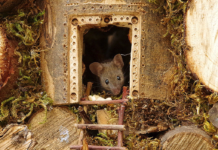 Man Finds Mice In His Garden, Decides To Make Them Feel Right At Home
