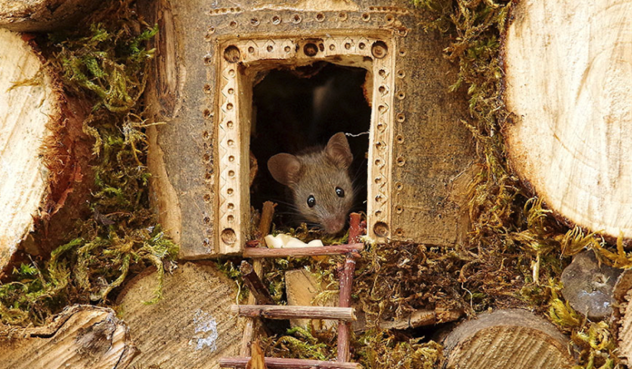 man-mice-garden