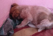 Puppy Just Stared At The Wall In The Shelter For Days After His Rescue