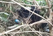 Old Girl Cowered In The Bushes Trying To Hide From Her Pain