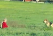 People Couldn’t Get Close To This Stray, But A Little Girl Would Get Through To Her