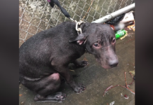 Officer Finds Dog Chained Out In The Cold Rain, Now He Doesn’t Leave His Side