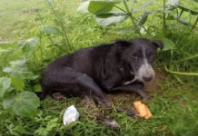 Dog Too Sick To Cry For Help Feels Love For The First Time When Rescuers Approach