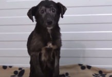 Dog Sat Shaking In Fear And Hated To Be Touched—Until She Discovered Belly Rubs
