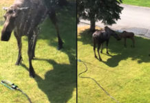 Moose Cools Down With Sprinkler In Family’s Yard During Heat Wave