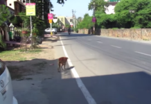 Rescuers Find Dog Hobbling Down The Road, And It’s A Wonder He’s Still Alive