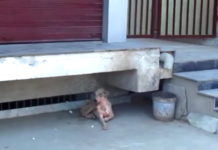 Dog Found Cowering Under A Porch Takes On New Life By The End