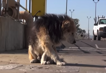 Old, Terrified Dog Finally Gets A Reason To Be Happy