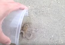 Man Saves Tiny Stranded Octopus, And It Thanks Him In Return