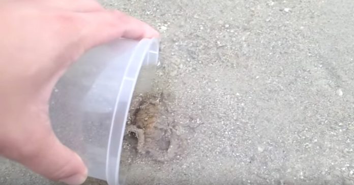 octopus-rescue-thanks