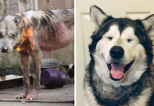 Alaskan Malamute Rescued From ‘Nightmare’ Looks So Beautiful Now