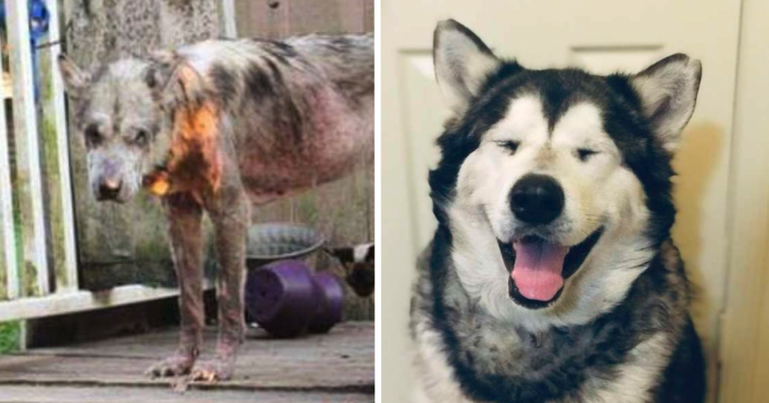 odin-alaskan-malamute