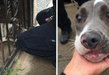 Officer Finds And Saves Dog Chained To A Door, And Then She Gives Him That Look