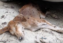 Even The Flies Thought This Dog Was Dead, But Then They Took Him In
