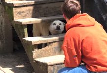 Abandoned Dog Cries For Months After Owner Ties Him Out Under The Stairs